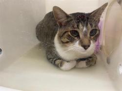 Shelter Stray Male Cat last seen Near BLOCK N 34TH ST, 3839 W Burnham St, West Milwaukee, WI 53215, USA