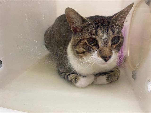 Shelter Stray Male Cat last seen Near BLOCK N 34TH ST, 3839 W Burnham St, West Milwaukee, WI 53215, USA