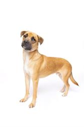 Shelter Stray Male Dog last seen Near BLOCK NW 17TH AVE, 3599 NW 79th Ave, Doral, FL 33122, USA