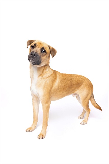Shelter Stray Male Dog last seen Near BLOCK NW 17TH AVE, 3599 NW 79th Ave, Doral, FL 33122, USA