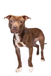 Shelter Stray Female Dog last seen LAS, 3599 NW 79th Ave, Doral, FL 33122, USA