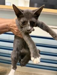 Shelter Stray Male Cat last seen Near BLOCK NW 40 PL, 3599 NW 79th Ave, Doral, FL 33122, USA