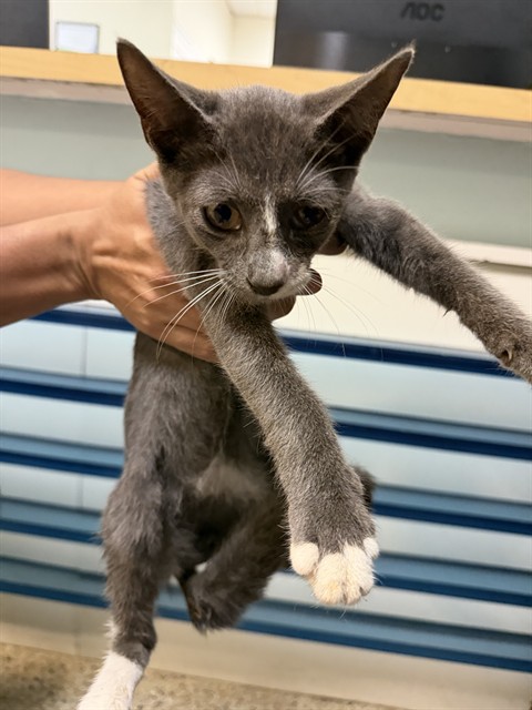 Shelter Stray Male Cat last seen Near BLOCK NW 40 PL, 3599 NW 79th Ave, Doral, FL 33122, USA