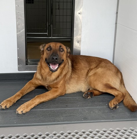 Shelter Stray Male Dog last seen Near BLOCK ALDER AVE, 333 Chandler Pl, San Bernardino, CA 92408, USA