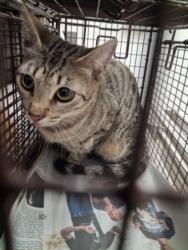 Shelter Stray Female Cat last seen , 1850 W 60th St, Los Angeles, CA 90047, USA
