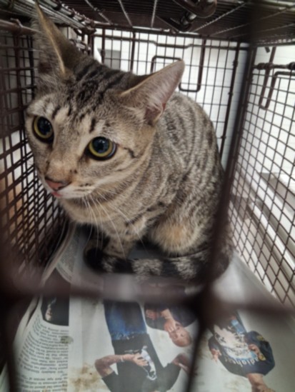 Shelter Stray Female Cat last seen , 1850 W 60th St, Los Angeles, CA 90047, USA