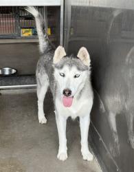 Shelter Stray Female Dog last seen VICTORIA AVE AND MOUNTAIN VIEW AVE, 333 Chandler Pl, San Bernardino, CA 92408, USA