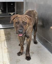 Shelter Stray Male Dog last seen Near BLOCK IRIS (RED TAGGED PROPERTY), 333 Chandler Pl, San Bernardino, CA 92408, USA
