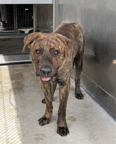 Shelter Stray Male Dog last seen Near BLOCK IRIS (RED TAGGED PROPERTY), 333 Chandler Pl, San Bernardino, CA 92408, USA