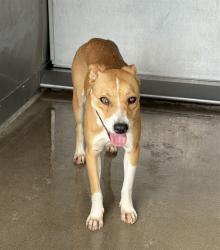 Shelter Stray Female Dog last seen Near BLOCK W HIGHLAND AVE, 333 Chandler Pl, San Bernardino, CA 92408, USA