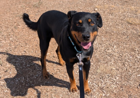 Shelter Stray Male Dog last seen OTOWI RD VITALIA ST SANTA FE NM 87505, 100 Caja Del Rio Rd, Santa Fe, NM 87507, USA
