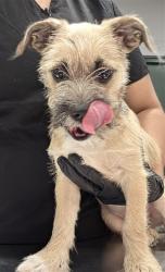 Shelter Stray Female Dog last seen Near BLOCK MISSION HILLS DR, RANCHO MIRAGE CA 92270, 72050 Pet Land Pl, Thousand Palms, CA 92276, USA