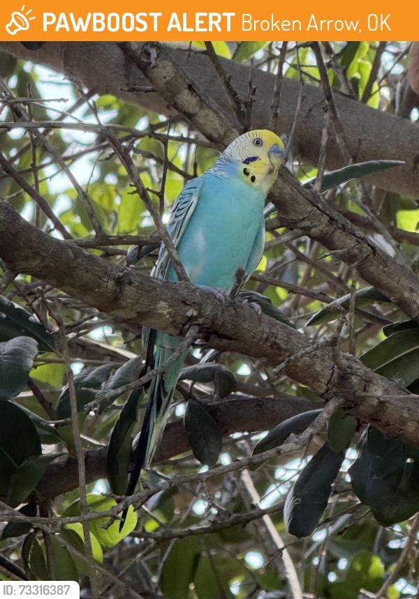 Found/Stray Male Bird last seen Bentley Village South BA 131st and Aspen, Broken Arrow, OK 74011