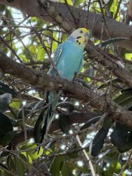 Found/Stray Male Bird last seen Bentley Village South BA 131st and Aspen, Broken Arrow, OK 74011