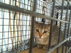 Shelter Stray Female Cat last seen CHARLOTTE, 8315 Byrum Dr, Charlotte, NC 28217, USA