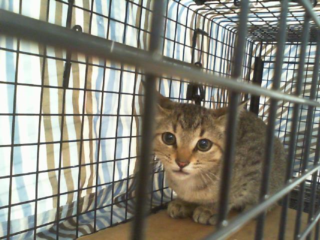 Shelter Stray Female Cat last seen CHARLOTTE, 8315 Byrum Dr, Charlotte, NC 28217, USA
