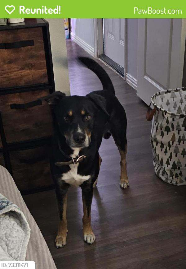 Reunited Male Dog last seen Shoally Park, Spartanburg County, SC 29316