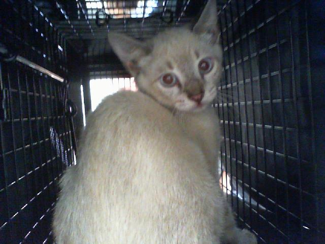 Shelter Stray Male Cat last seen CHARLOTTE, 8315 Byrum Dr, Charlotte, NC 28217, USA