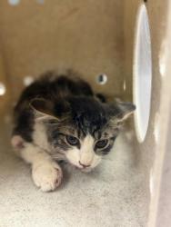 Shelter Stray Male Cat last seen ORANGE ST / MACK RD, 6851 Van Buren Boulevard, Jurupa Valley, CA 92509, USA