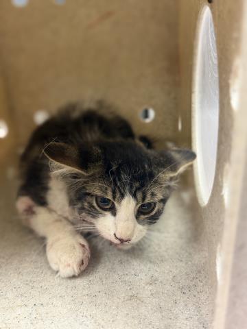 Shelter Stray Male Cat last seen ORANGE ST / MACK RD, 6851 Van Buren Boulevard, Jurupa Valley, CA 92509, USA