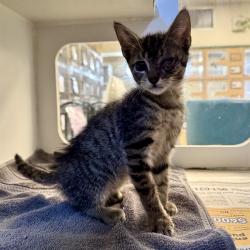 Shelter Stray Male Cat last seen Near BLOCK POLK ST, RIVERSIDE, CA 92505, 6851 Van Buren Boulevard, Jurupa Valley, CA 92509, USA