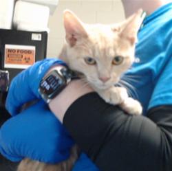 Shelter Stray Male Cat last seen Near BLOCK PIKE PL, FAYETTEVILLE NC 28306, 4704 Corporation Dr, Fayetteville, NC 28306, USA