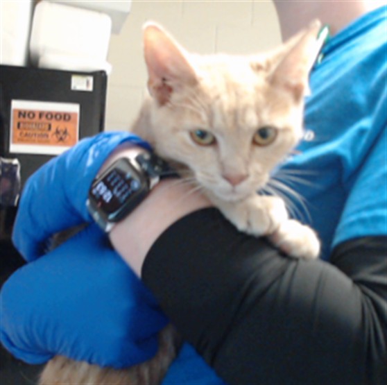 Shelter Stray Male Cat last seen Near BLOCK PIKE PL, FAYETTEVILLE NC 28306, 4704 Corporation Dr, Fayetteville, NC 28306, USA