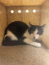 Shelter Stray Unknown Cat last seen Near BLOCK W DANUBE DR, 4522 W 3500 S, West Valley City, UT 84120, USA