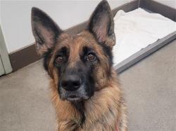 Shelter Stray Female Dog last seen , 4000 N Silverbell Rd, Tucson, AZ 85745, USA