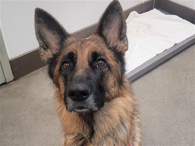 Shelter Stray Female Dog last seen , 4000 N Silverbell Rd, Tucson, AZ 85745, USA