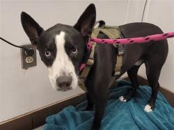 Shelter Stray Male Dog last seen , 4000 N Silverbell Rd, Tucson, AZ 85745, USA
