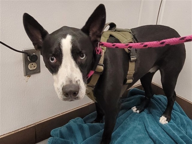 Shelter Stray Male Dog last seen , 4000 N Silverbell Rd, Tucson, AZ 85745, USA
