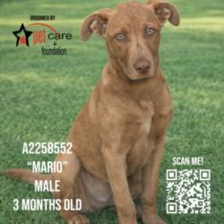 Shelter Stray Male Dog last seen , 3201 Lacy St, Los Angeles, CA 90031, USA