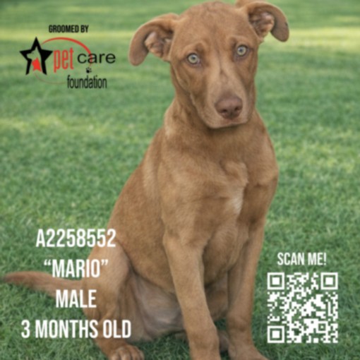 Shelter Stray Male Dog last seen , 3201 Lacy St, Los Angeles, CA 90031, USA