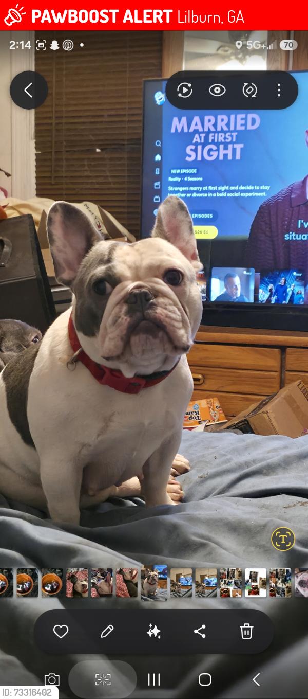 Lost Female Dog last seen Publix, Lilburn, GA 30047