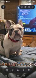 Lost Female Dog last seen Publix, Lilburn, GA 30047