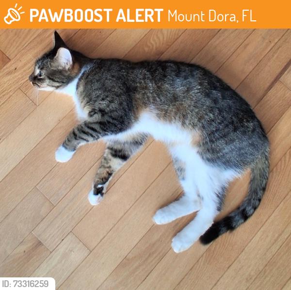Found/Stray Unknown Cat last seen Hilltop Dr, Mount Dora FL, Mount Dora, FL 32757