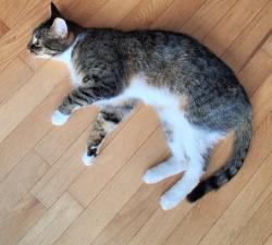 Found/Stray Unknown Cat last seen Hilltop Dr, Mount Dora FL, Mount Dora, FL 32757