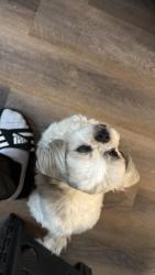 Reunited Female Dog last seen seyton drive corner Lovell Ln and seyton drive corner tyrell pler, Ottawa, ON K2H 9B2