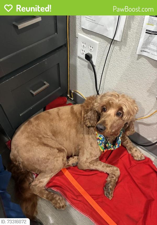 Reunited Female Dog last seen Near and crazy horse trail, Burleson, TX 76028