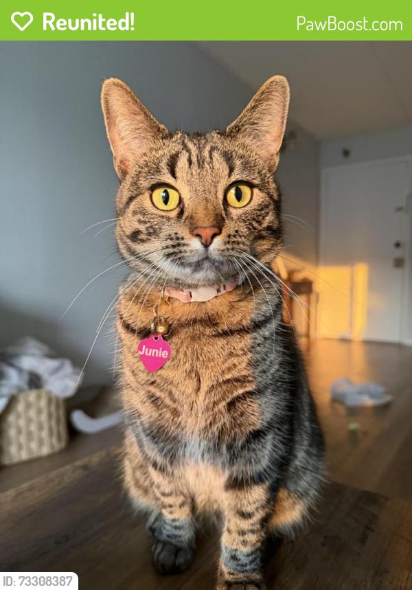 Reunited Female Cat last seen Palombi middle school, Lake Villa, IL 60046