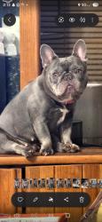 Reunited Female Dog last seen Publix, Lilburn, GA 30047