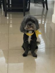 Lost Male Dog last seen Tuscan dr & Neon Way, Los Angeles, CA 91344