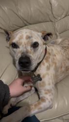 Reunited Male Dog last seen Near Fair Castle Dr, Cypress, TX 77433, USA, Cypress, TX 77433