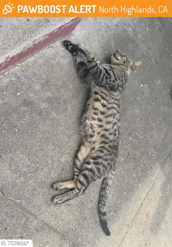 Found/Stray Male Cat last seen Labkershim way, North Highlands, CA 95660