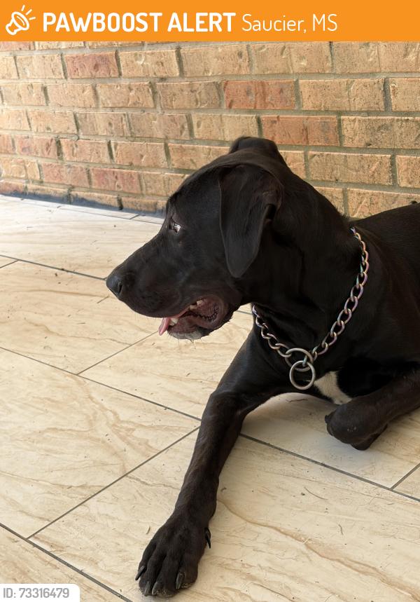 Found/Stray Male Dog last seen Saucier Lizana Rd & Wortham Rd, Saucier, MS 39574