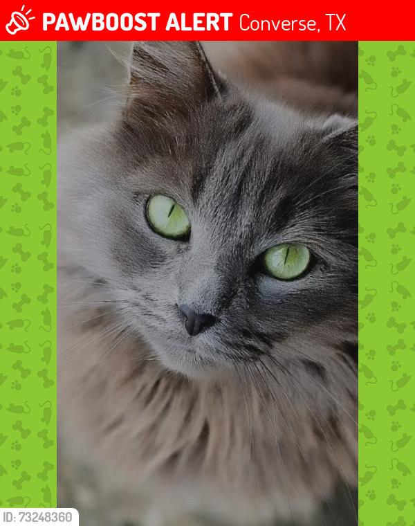 Lost Female Cat last seen Kitty Hawk Rd./ Summit Ridge, Converse, TX 78109