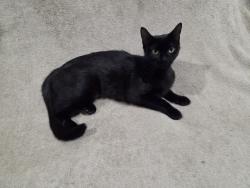 Found/Stray Female Cat last seen Town Square, Aynor, SC 29511