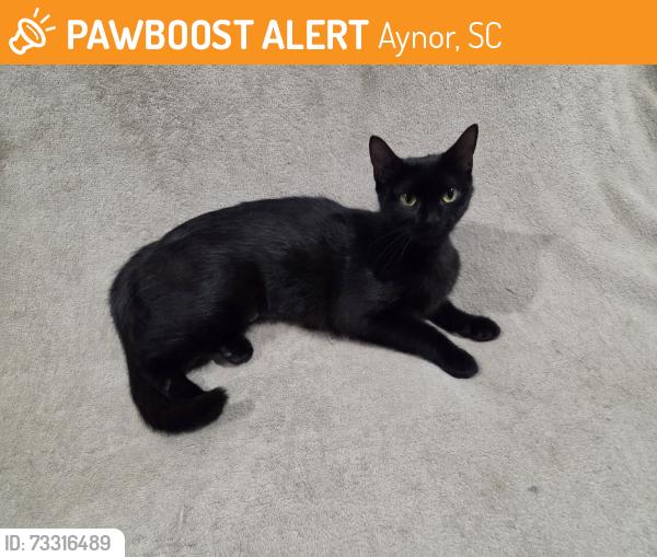 Found/Stray Female Cat last seen Town Square, Aynor, SC 29511