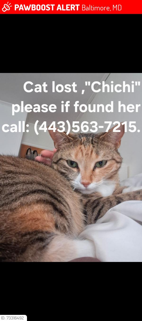 Lost Female Cat last seen Northway drive, Baltimore, MD 21234